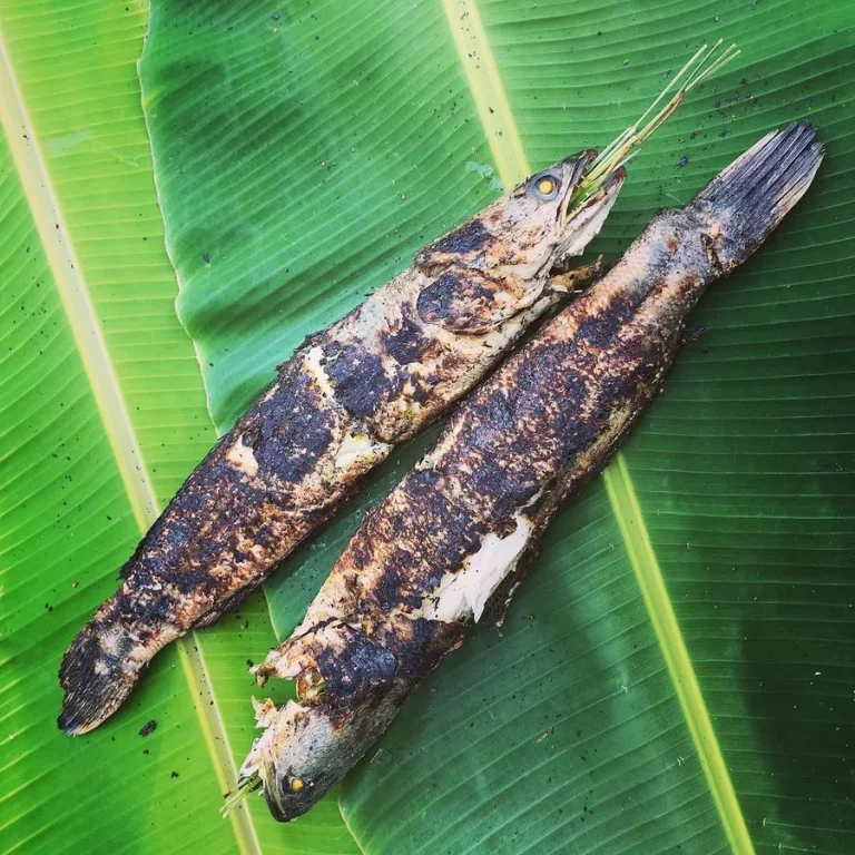 Grilled snakehead fish